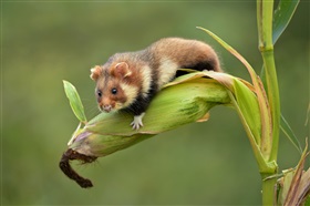 Soortenbescherming – De wilde hamster is nog lang niet gered